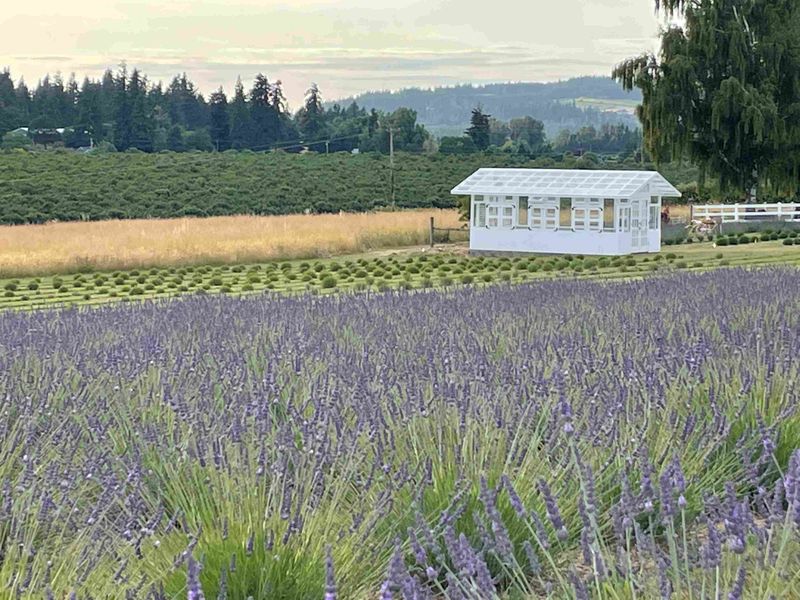 Willamette Valley's Lavender Hamlet