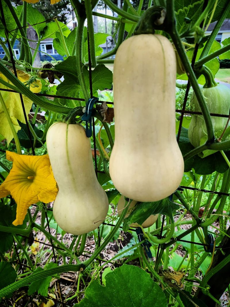 Squash