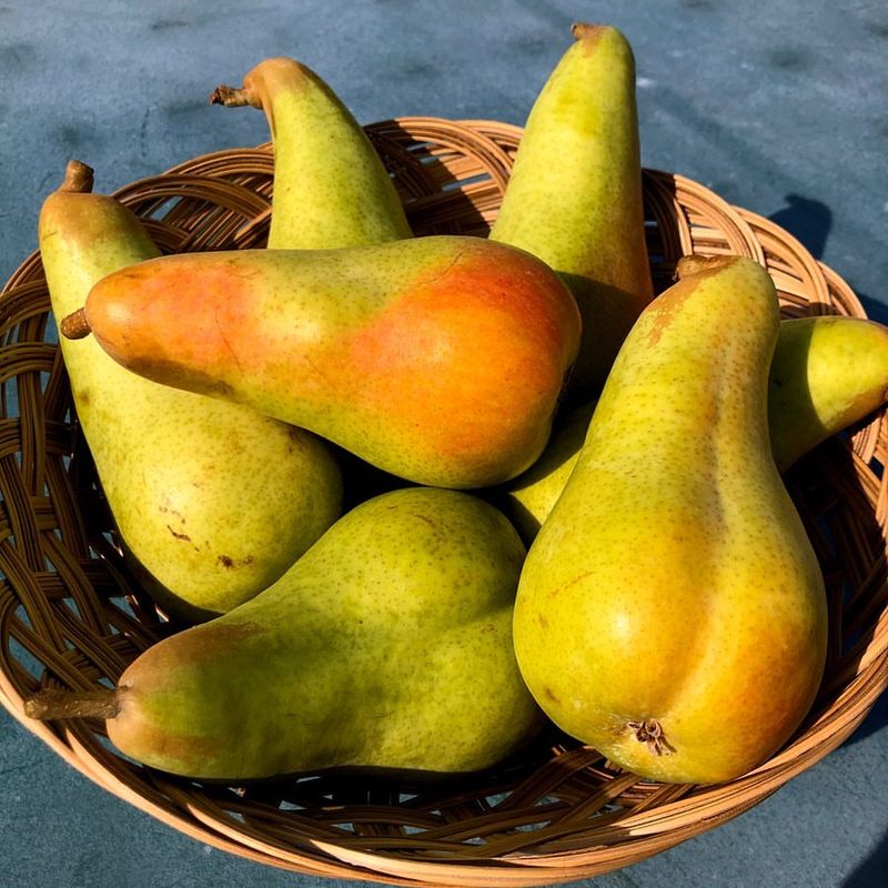 Pears