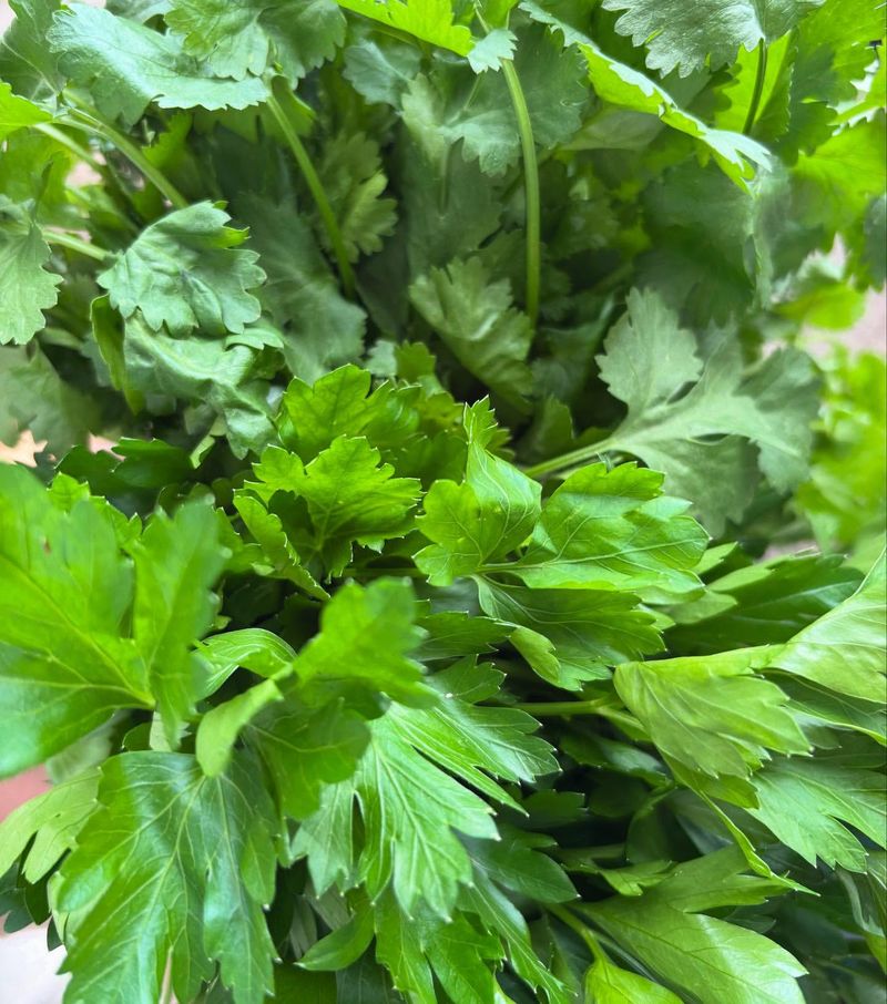 Fresh Herbs That Shape Regional Recipes
