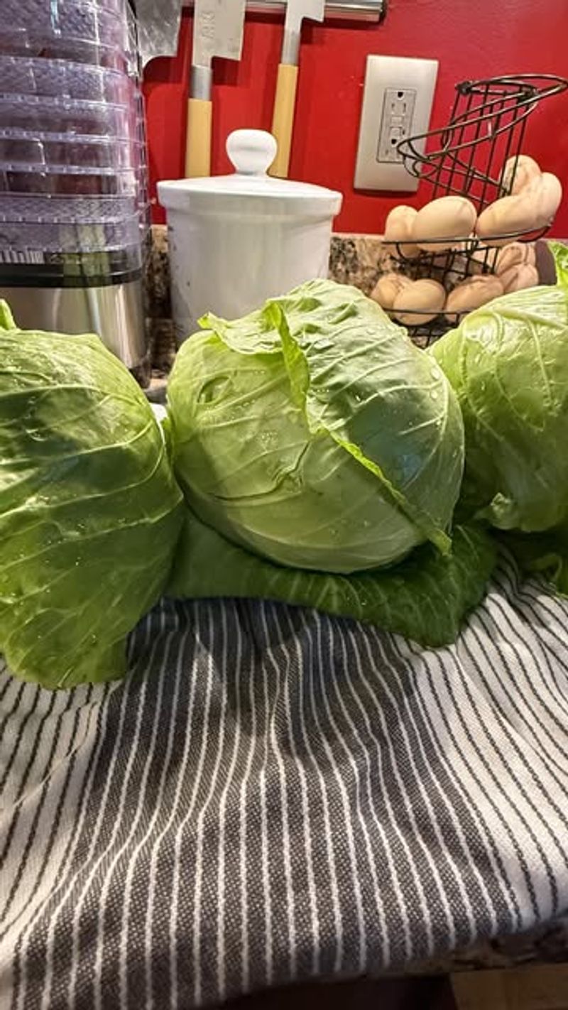 Cabbage: Layered Longevity