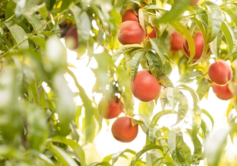 Peaches: Fuzzy Fruit, Persistent Pesticides
