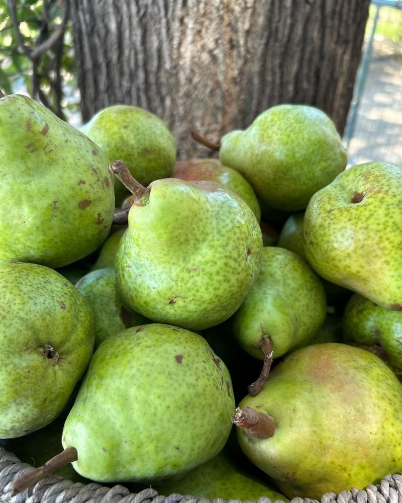 Pears
