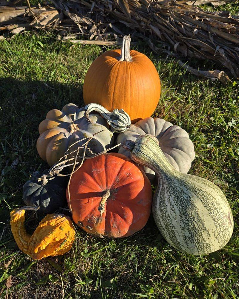 Elevate Your Pumpkin Display