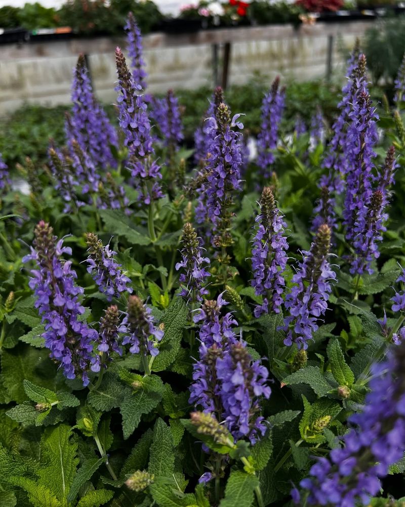 Maintain With Minimal Pruning