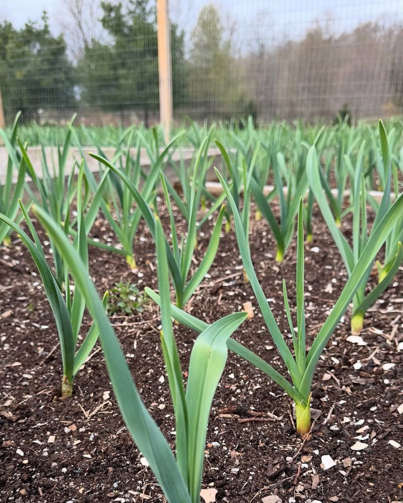 Mulch Heavily