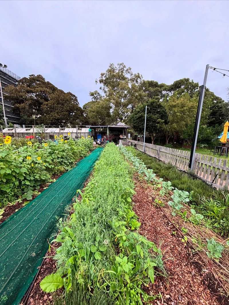 Plant Cover Crops Between Rows