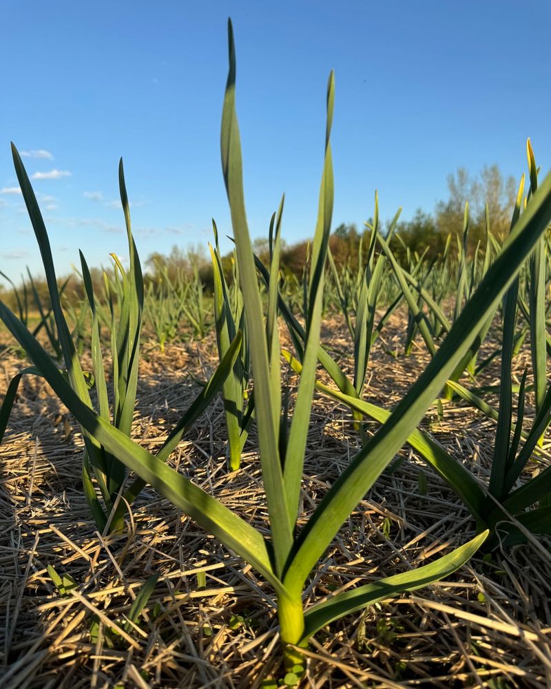 Plan Spring Fertilization Now