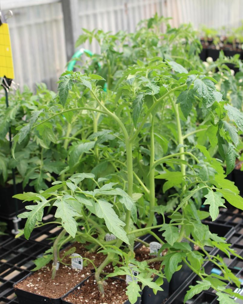 Try Grafted Plants