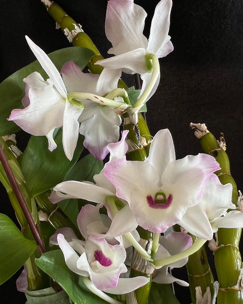 Rest Periods Between Blooms