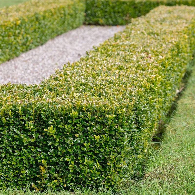 Boxwood