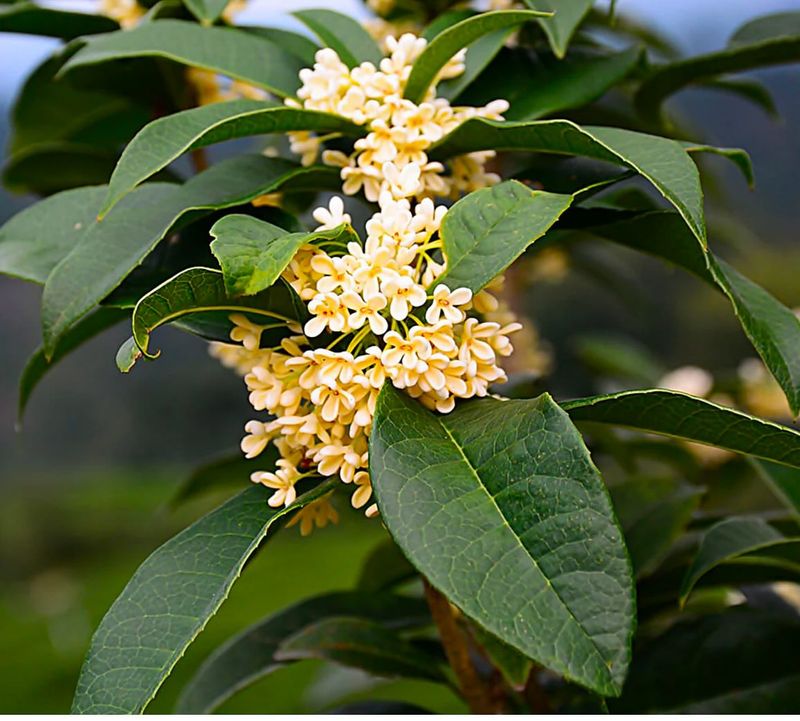 Tea Olive