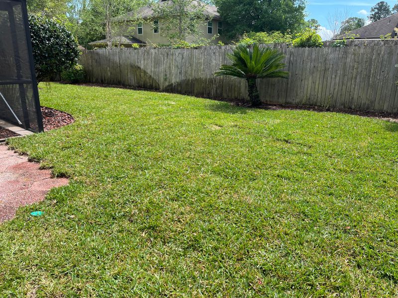 Thirsty St. Augustine Grass Lawns