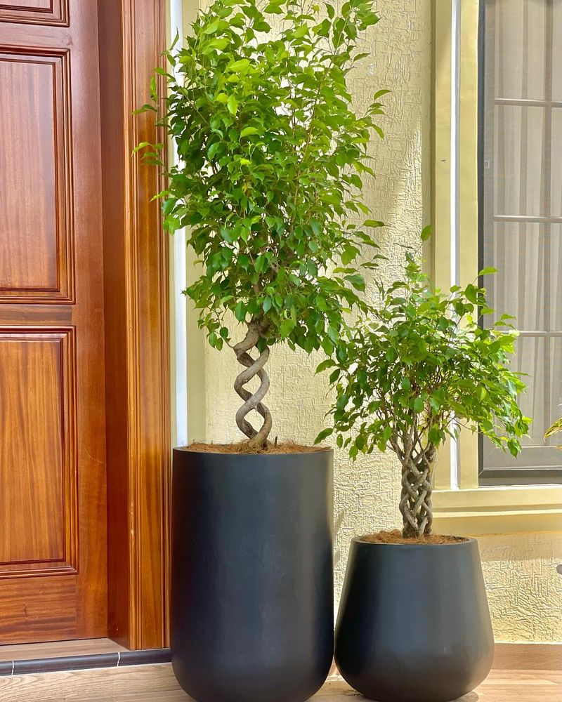 Ficus Tree: Stately Air Purifier
