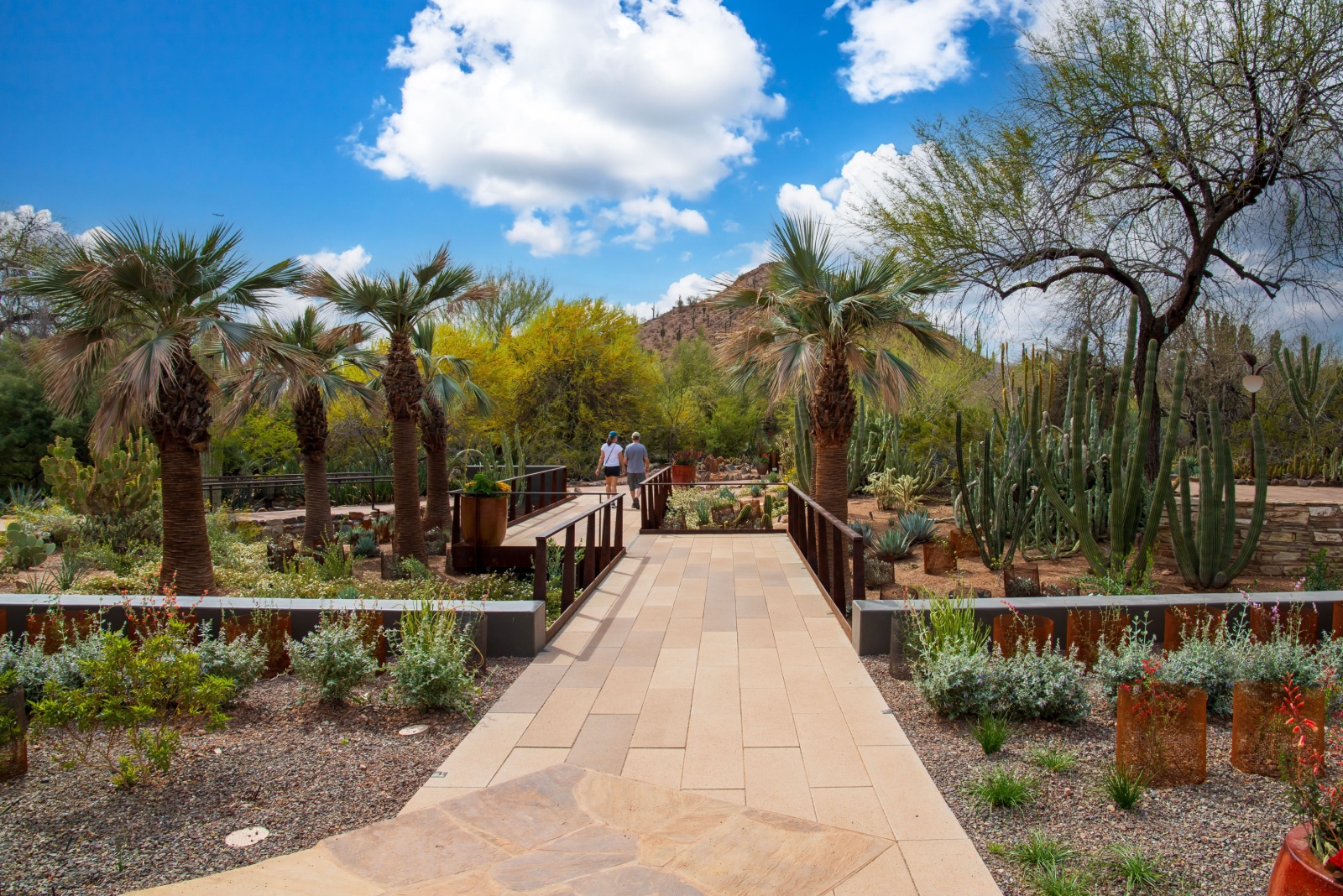 Arizona Desert Gardening With Cacti, Natives, And Smart Watering
