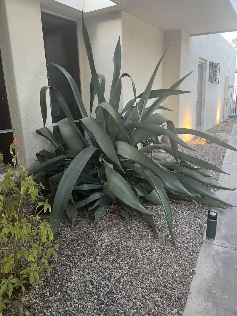 Agave