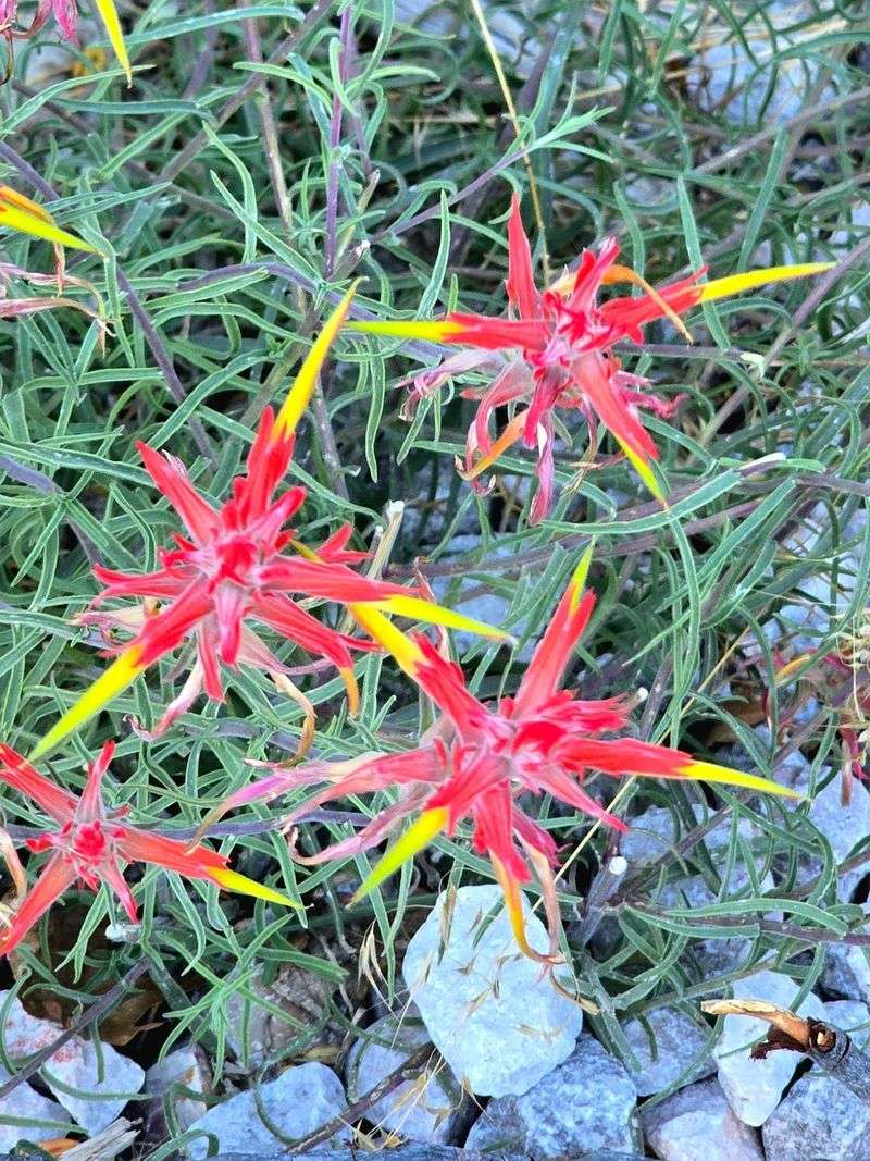 Firecracker Penstemon (Penstemon eatonii)