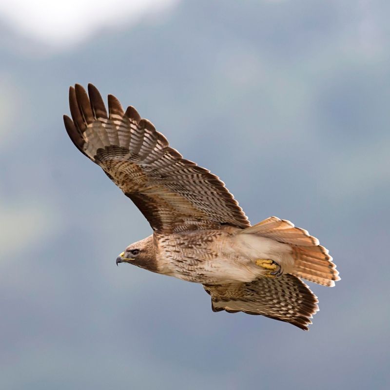 Red-tailed Hawks