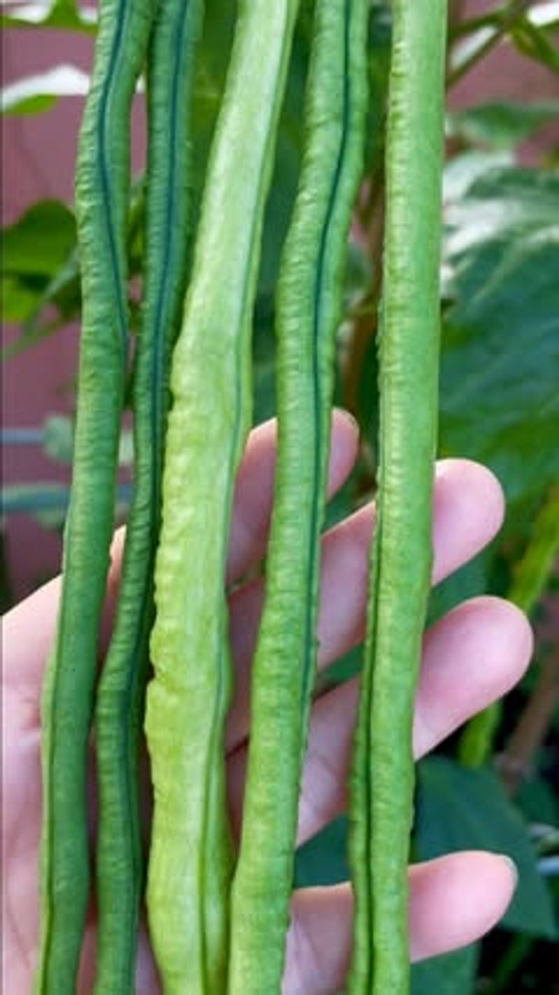 Yard-Long Beans