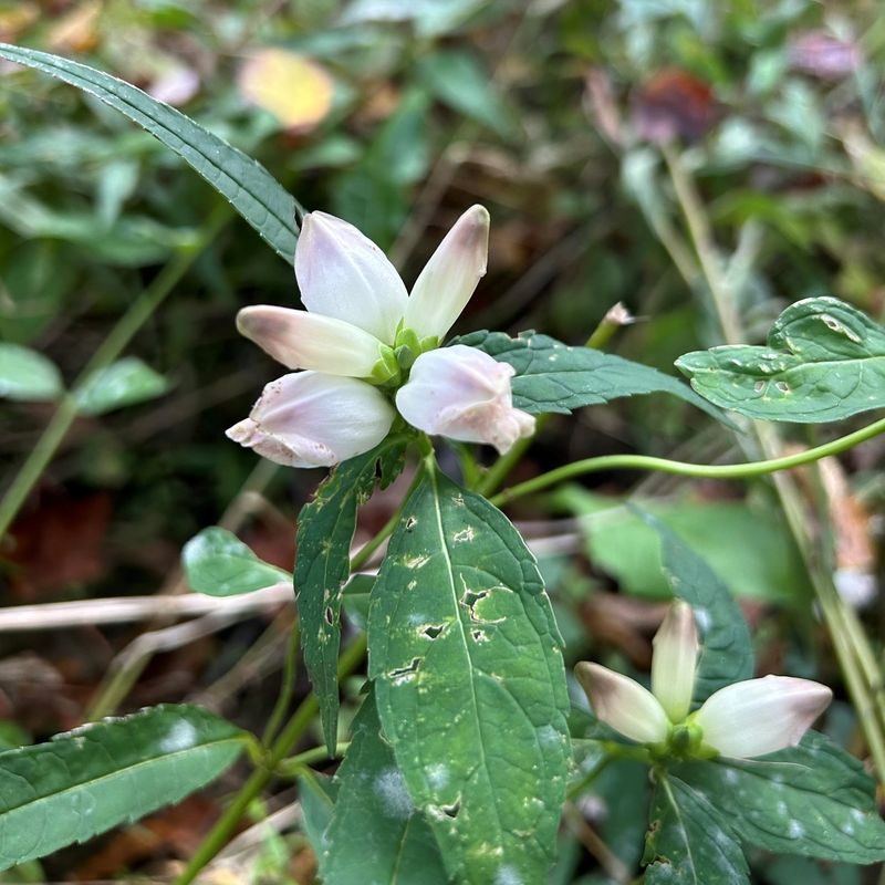 Charming Chelone