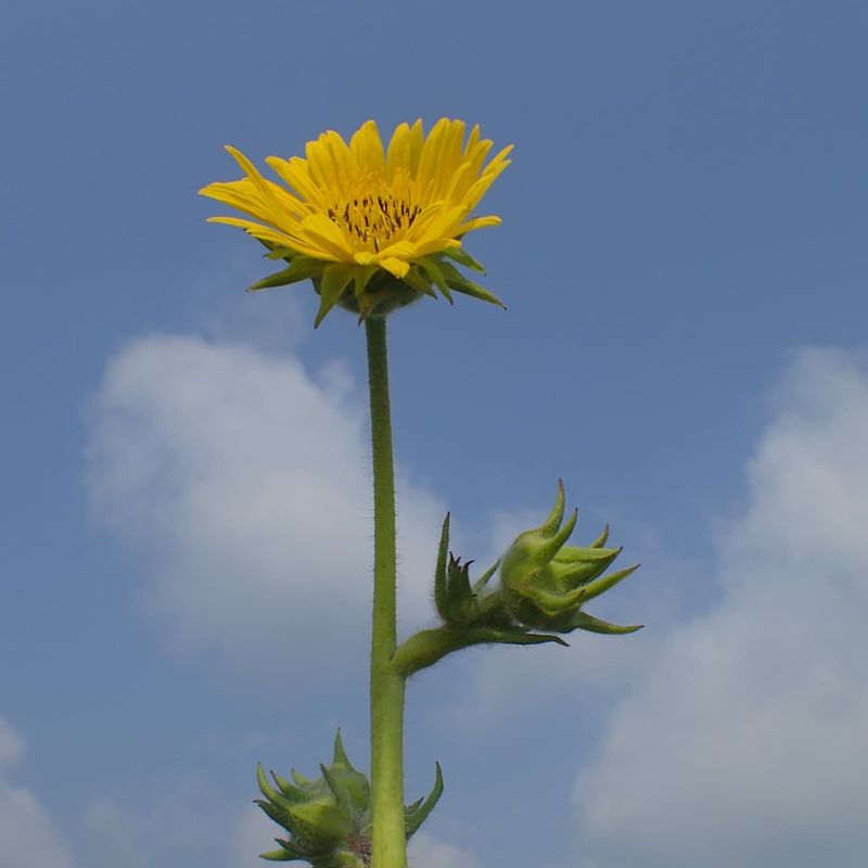 Compass Plant