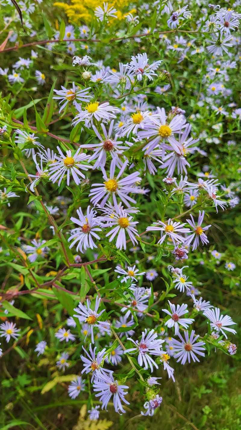 Edible Border With Heath Asters