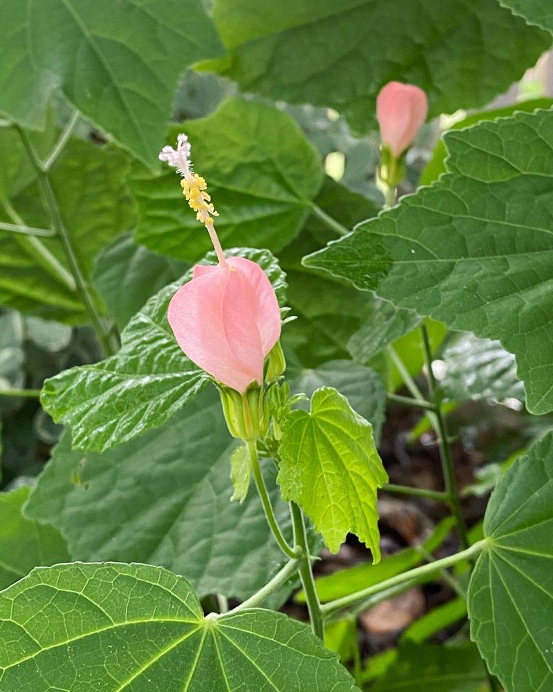 Turk's Cap Hummingbird Highway