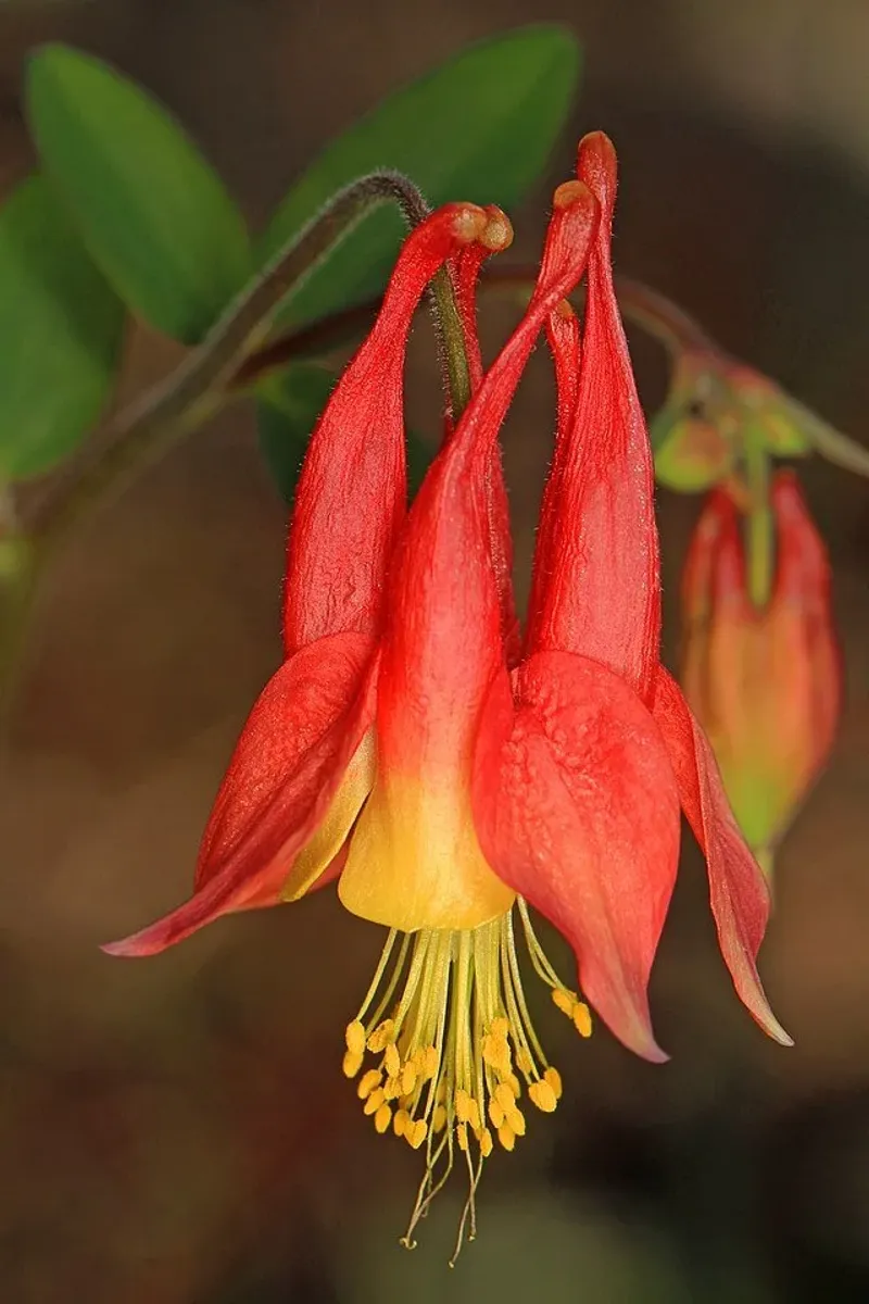 Wild Columbine's Dancing Spring Blooms