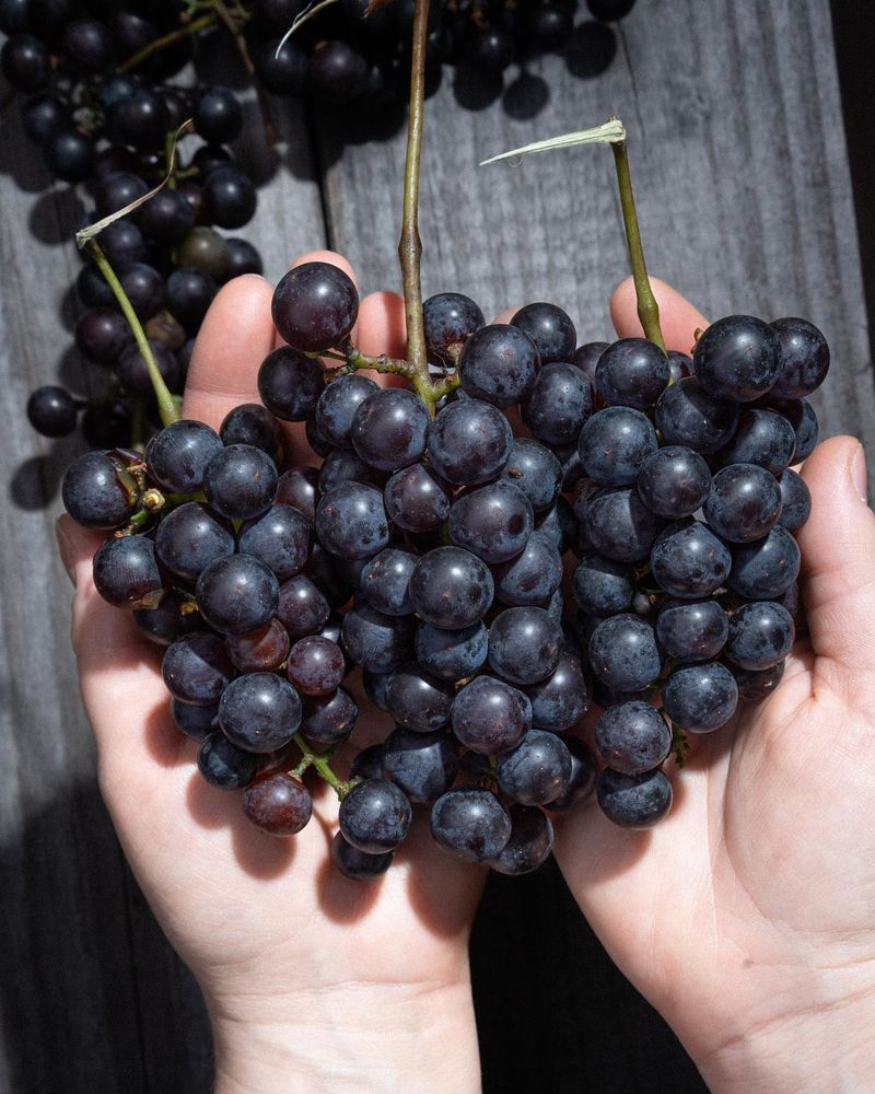 Wild Grapes