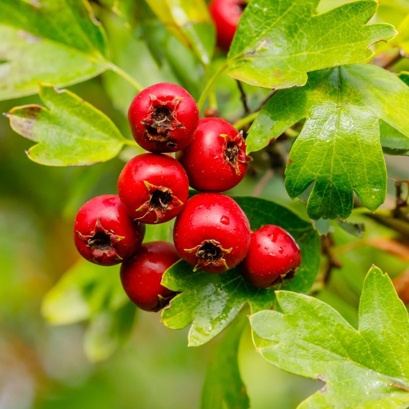 Mayhaw