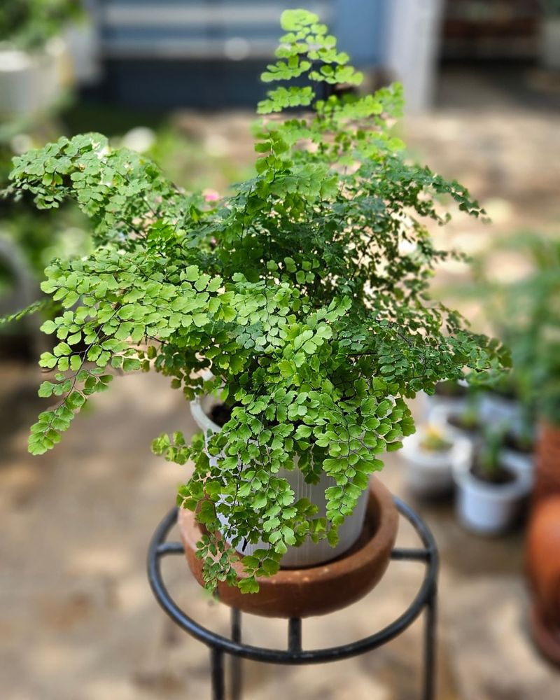 Maidenhair Fern