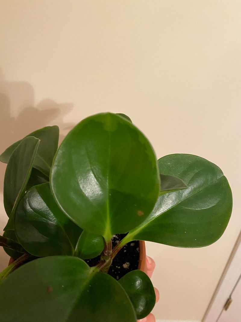 Peperomia (Peperomia obtusifolia)