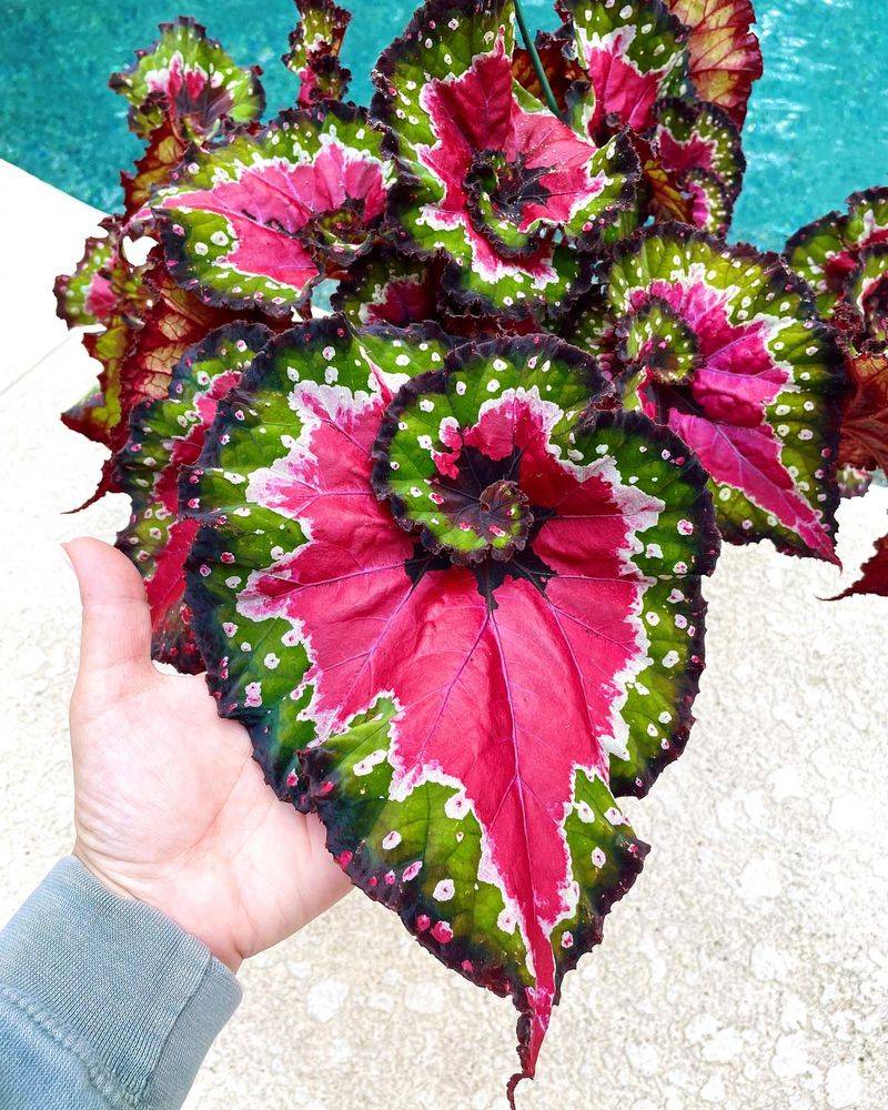 Begonia