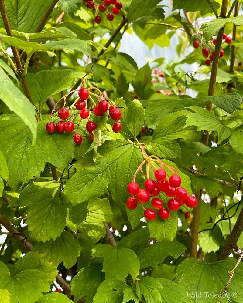 American Cranberrybush