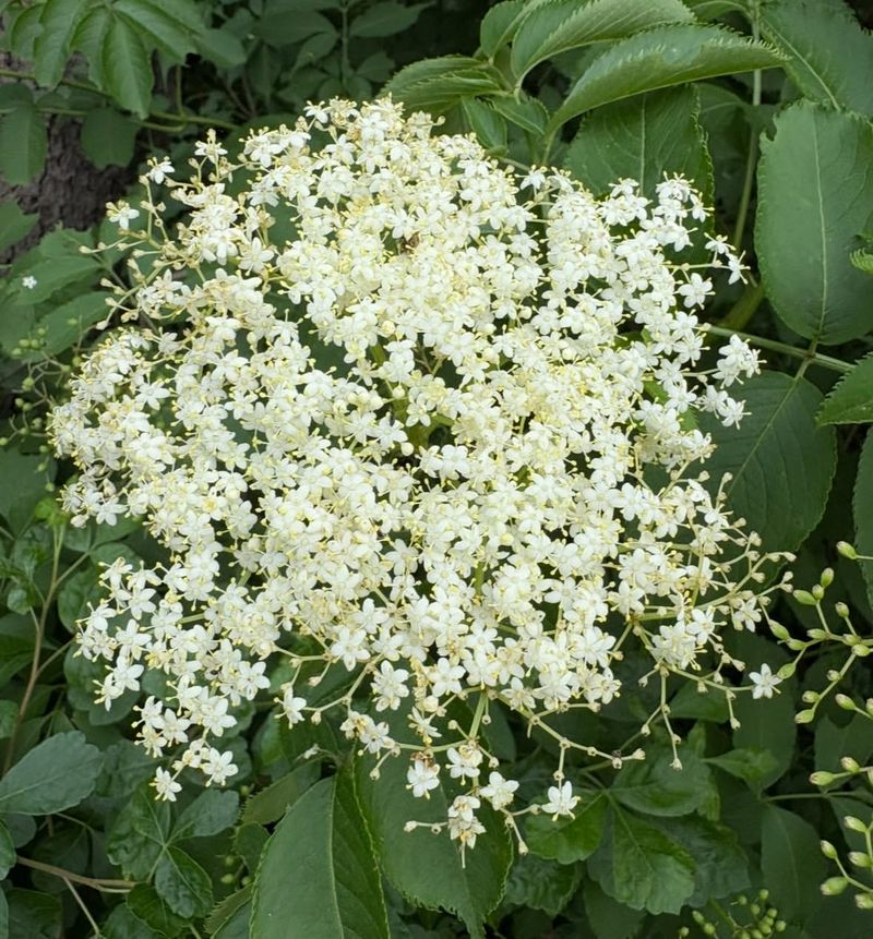 Elderberry