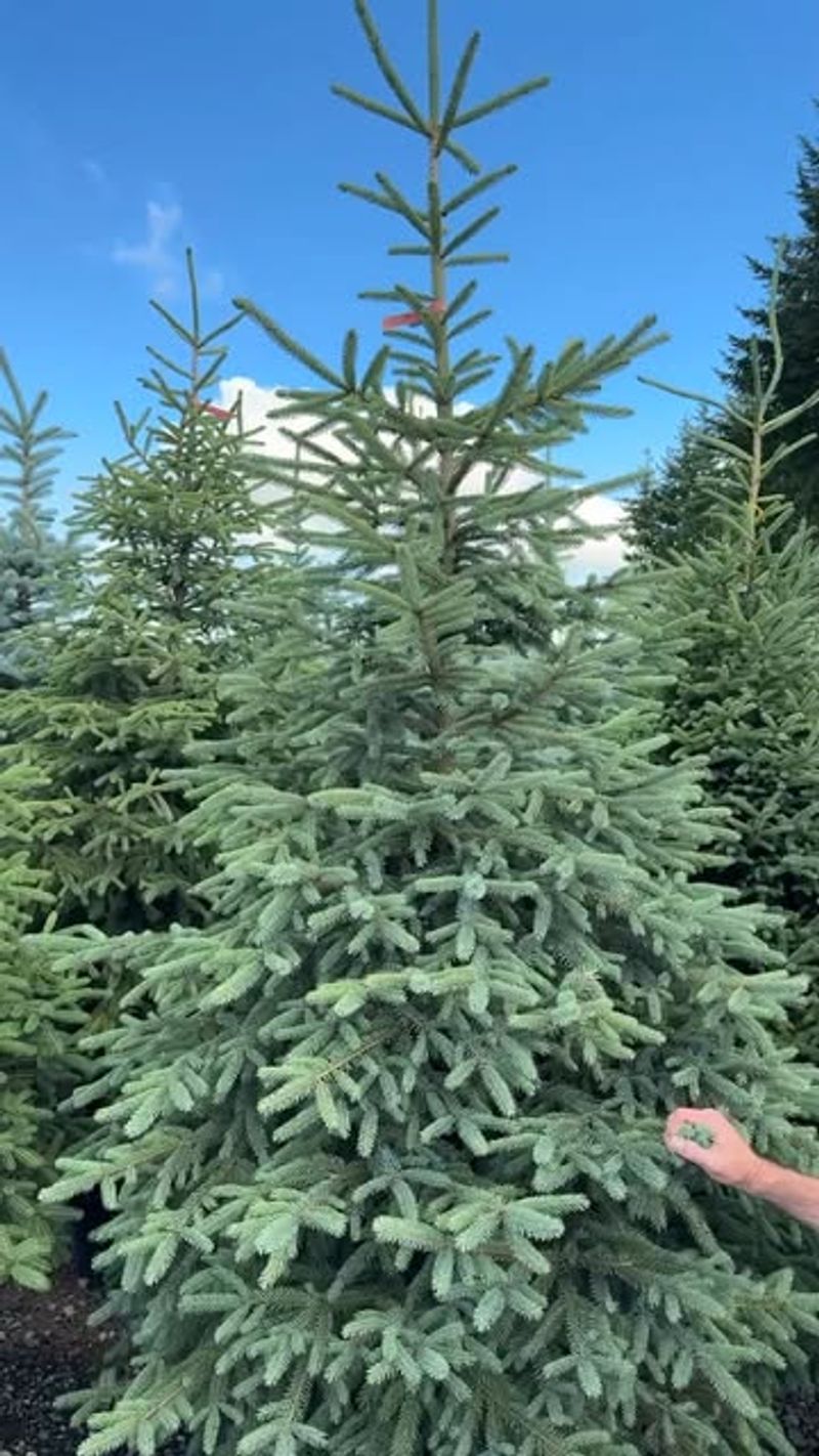 White Spruce
