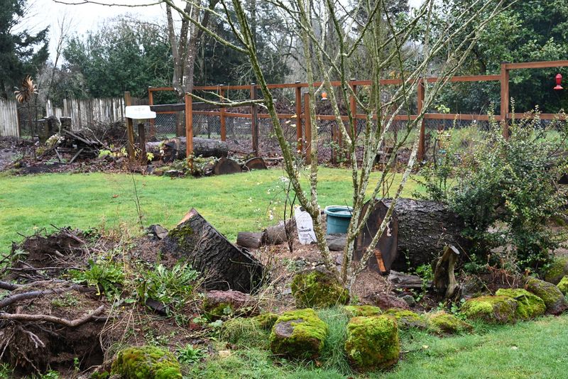 American Hazelnut Borders