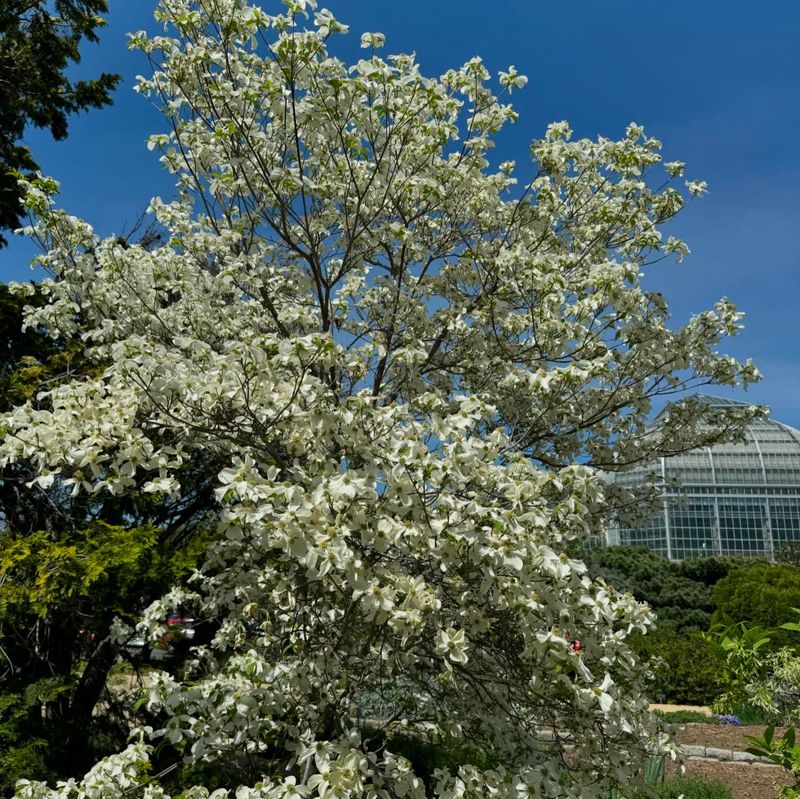Flowering Dogwood (Cornus florida)