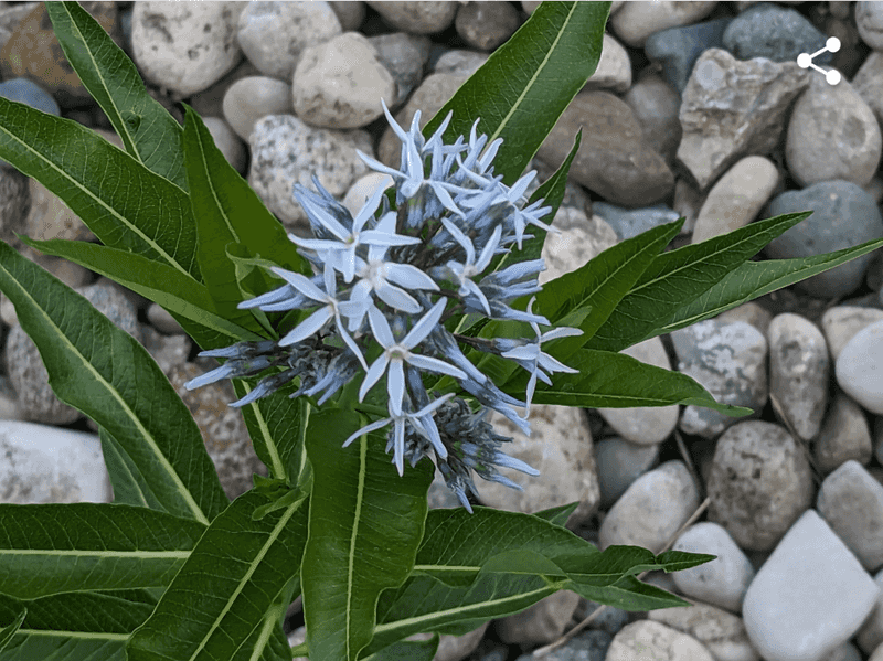 Amsonia (Blue Star)