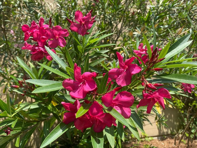 Oleander Shrubs