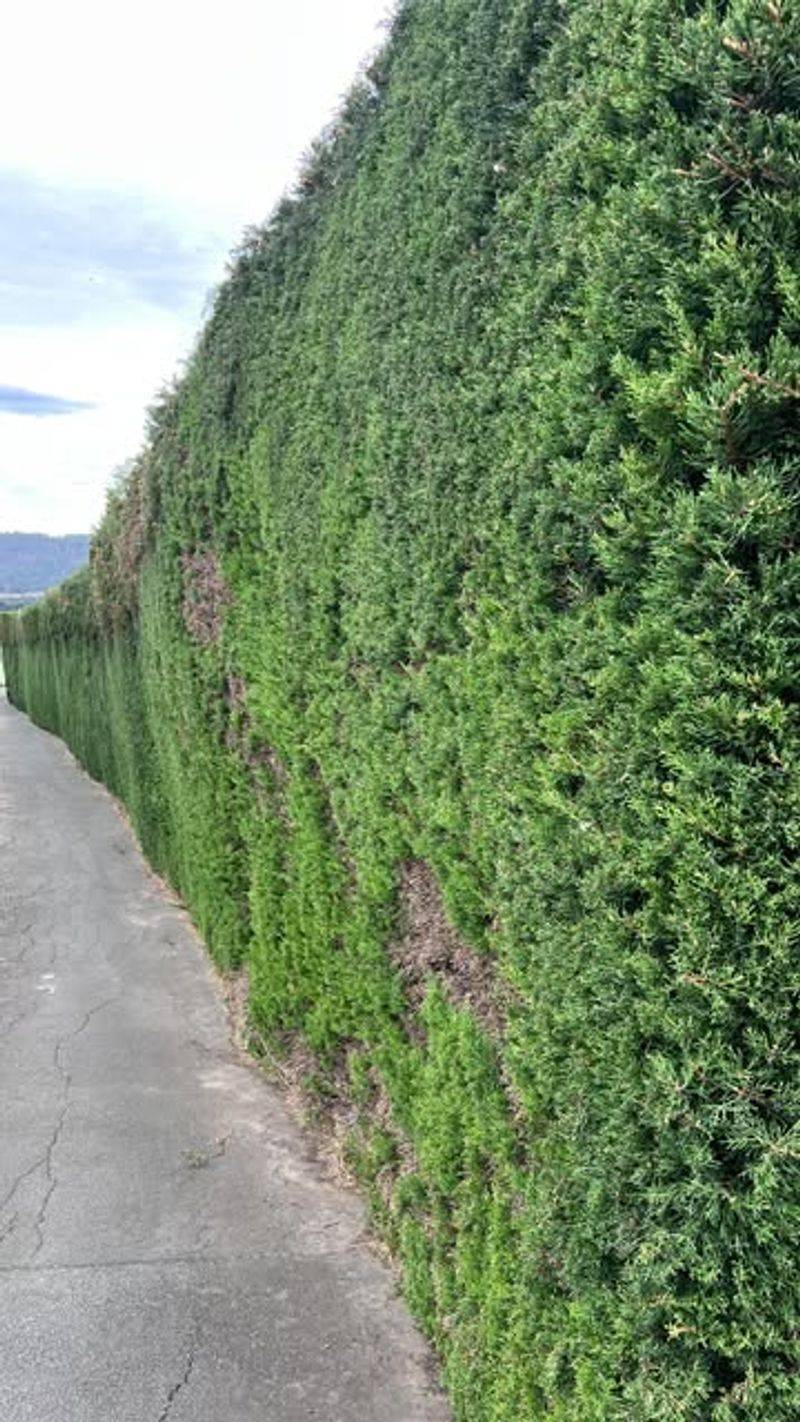 Overgrown Hedges
