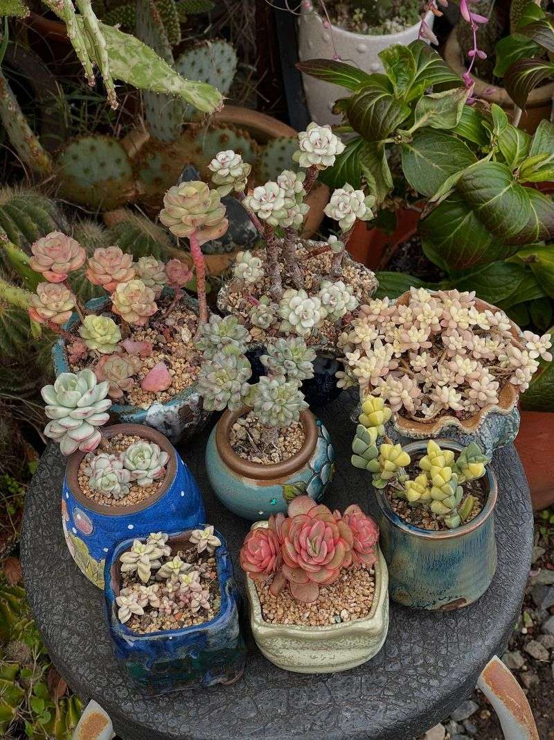 Succulent-Only Gardens