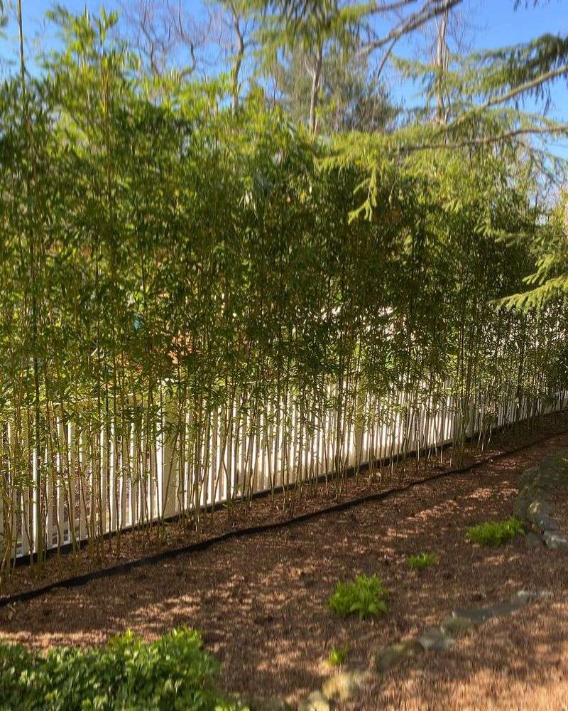 Bamboo Plantings