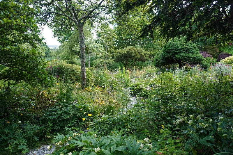 Shade-Tolerant Woodland Basin