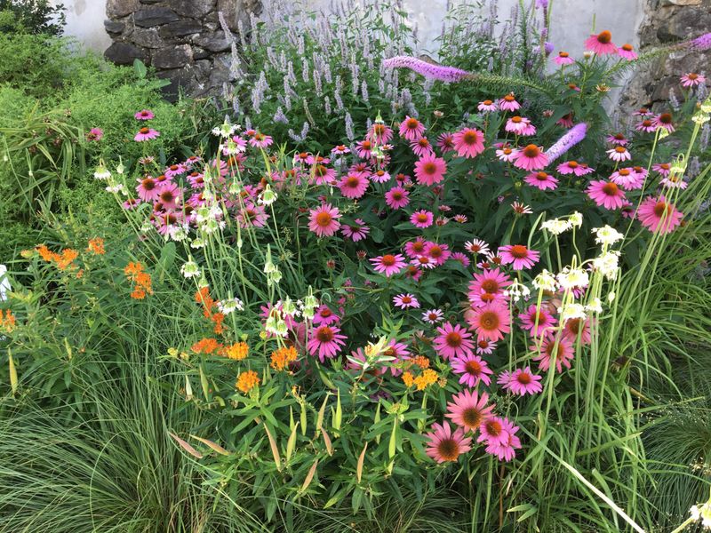 Pollinator Corridors With Native Shrubs