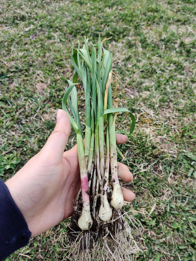 Garlic