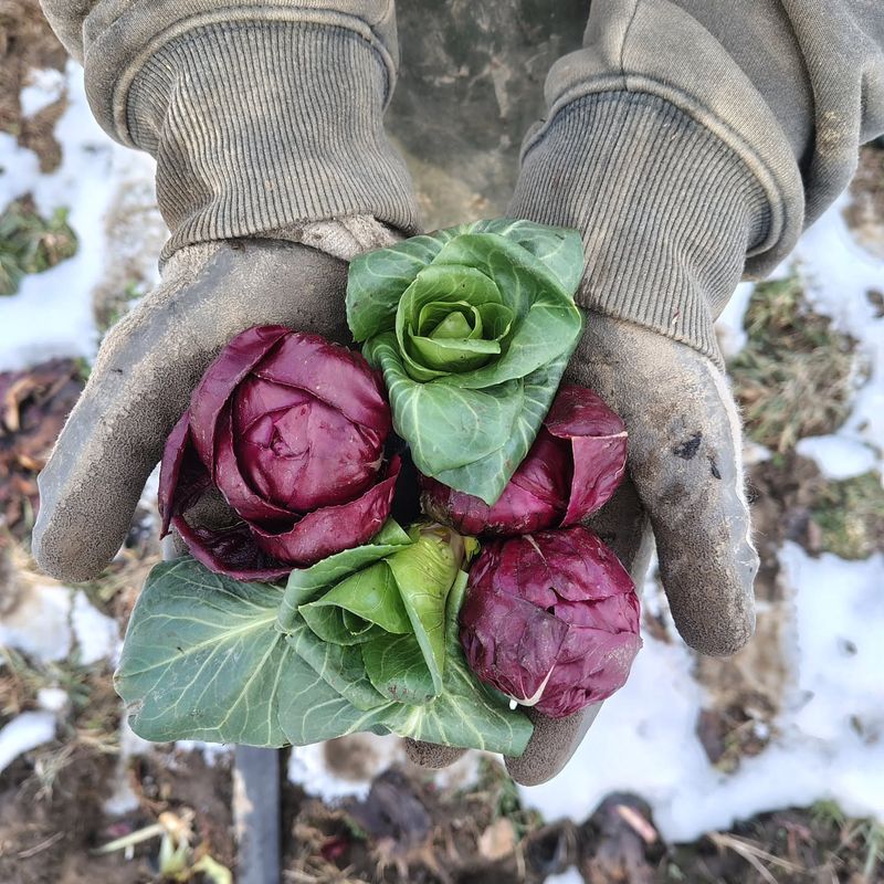 Radicchio