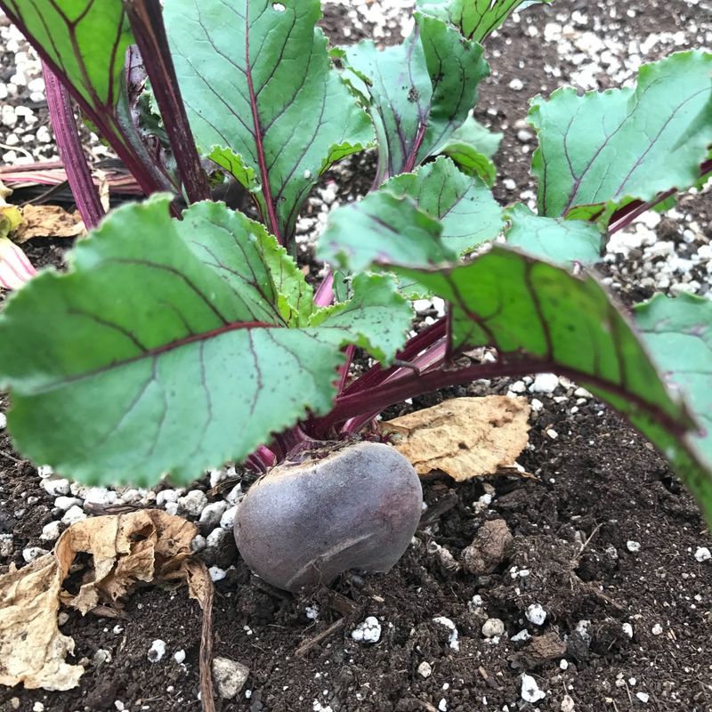 Beets