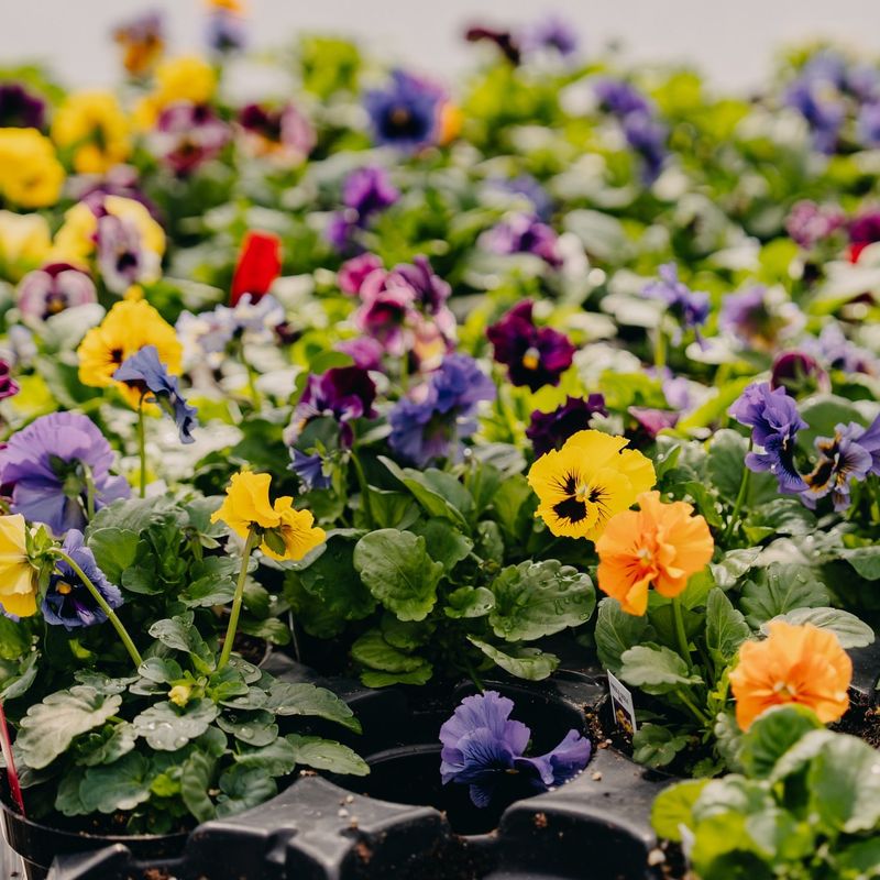 Cold-Hardy Pansies