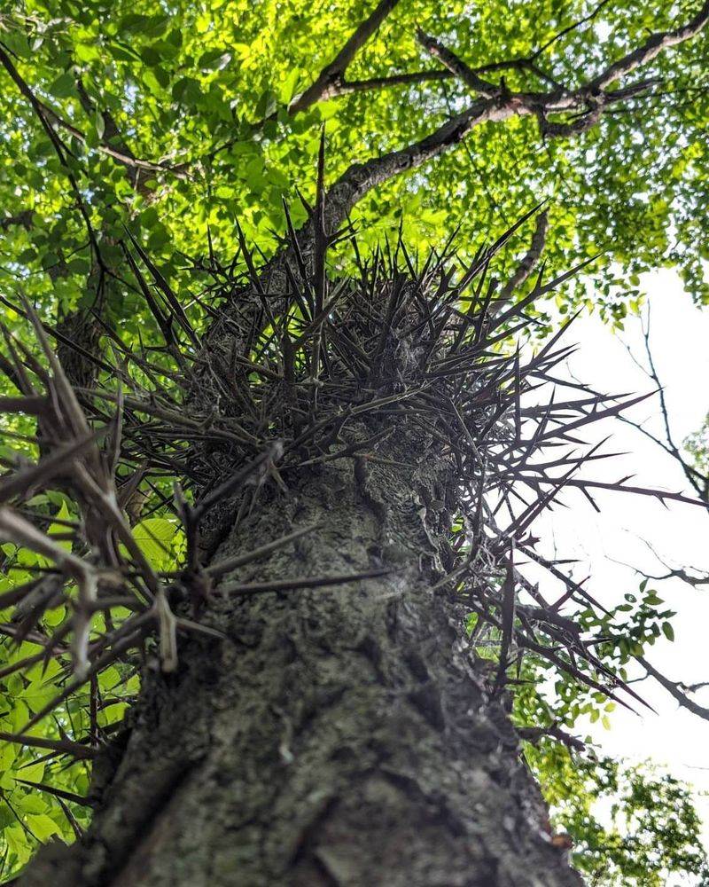 Honey Locust Hazard